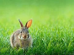 Image result for Easter Fluffy Bunnies