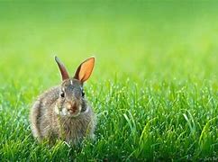 Image result for Golden Retriever and Bunnies