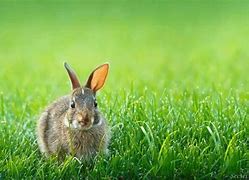 Image result for Baby Teacup Bunnies