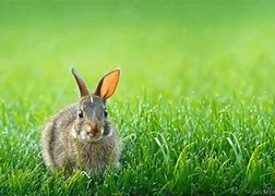 Image result for Cute Bunnies Names