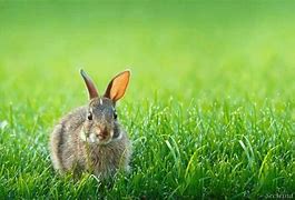 Image result for Spring Backgrounds with Bunnies