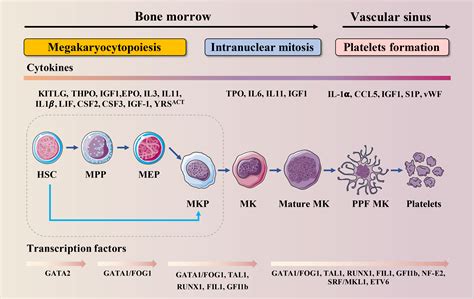 Frontiers | Apoptosis in megakaryocytes: Safeguard and threat for thrombopoiesis