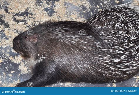Porcupine Latin. Hystrix Genus of Rodents Stock Image - Image of nature, hedge: 193419847