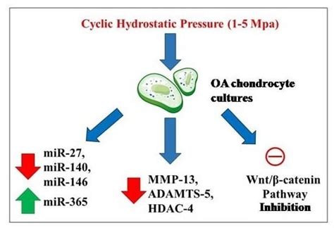Hydrostatic Pressure Regulates MicroRNA Expression Levels in ...