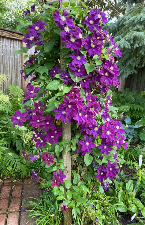 How to Plant, Grow, and Care for Clematis - Florissa