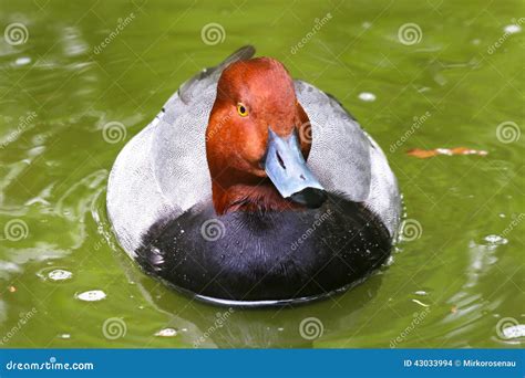 Albino Redhead Duck