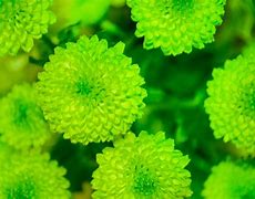 Image result for What Plants for Biospheres