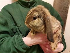 Image result for Miniature Lop Eared Bunnies