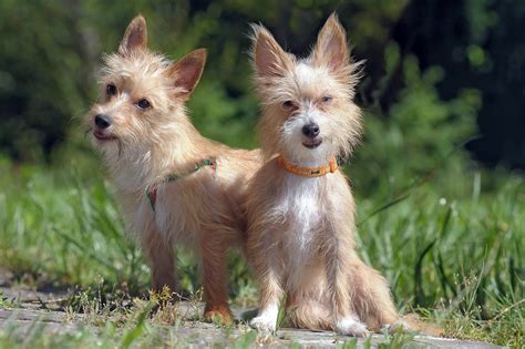 Small, Mighty, And Adorable: Why The Portuguese Podengo Pequeno Is The ...