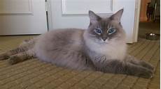ragdoll mix handsome ragdoll mix looking for in fort lauderdale ragdoll mix handsome ragdoll mix looking for in fort lauderdale