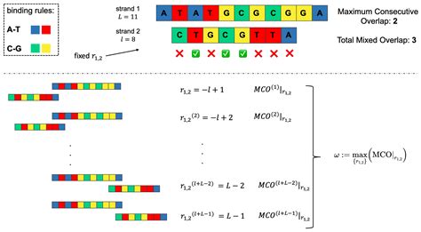 OxDNA to Study Species Interactions