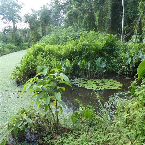 PEPERPOT NATURE PARK (2024) All You Need to Know BEFORE You Go (with ...