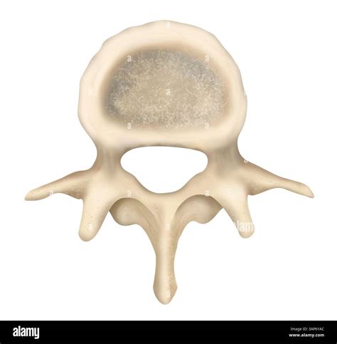 Illustration of a single lumbar (lower back) vertebra, showing the ...