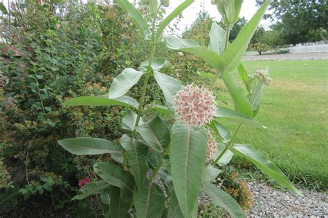 Mother Nature's Montrose Garden: Plant of the Month (July) : Showy ...