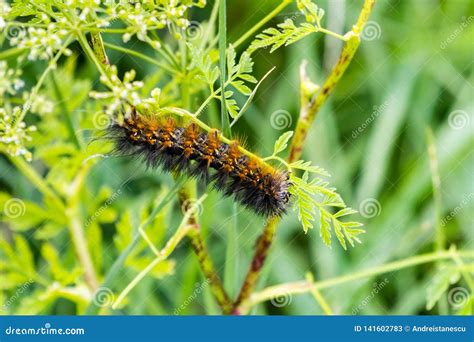 Salt Marsh Moth Caterpillar Estigmene Acrea Eating the Leaves of an ...