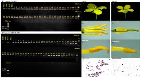 Genome Size Variation Is Associated with Hybrid Vigor in Near-Isogenic ...