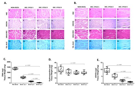 Efficient Decellularization of Full-Thickness Rat Derived Abdominal ...
