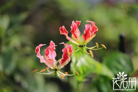 漂亮的高清百合花图片，超美的嘉兰百合 - 花语网
