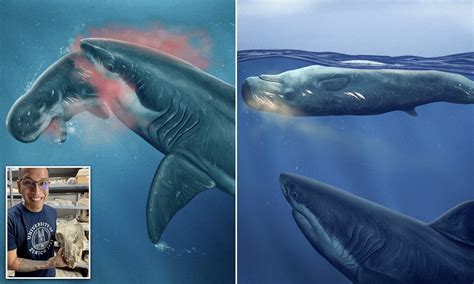 Megalodon Vs Spermhval Megalodon Otodus Megalodon Carcharocles Extinct