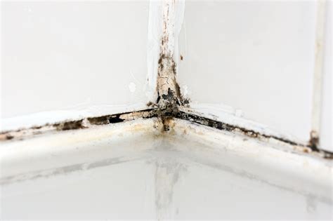 Mildew Shower
