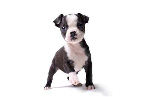 Boston Terrier: Dog Breed Information, Facts and Pictures - Dog Lover India