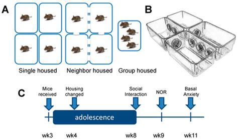 Brain Sciences | Special Issue : Adolescent Cognitive Development ...