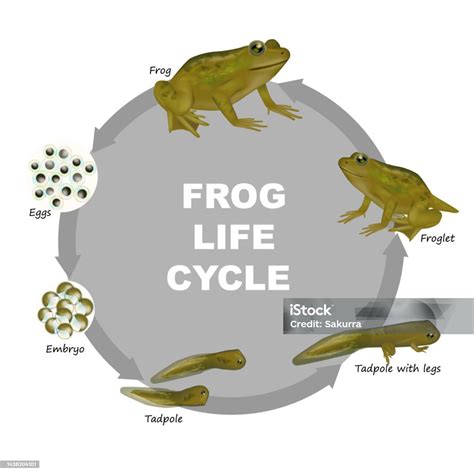 Frog Cycle 的图像结果