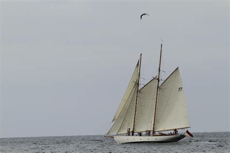 Sailboat in sea against clear sky | Premium Photo