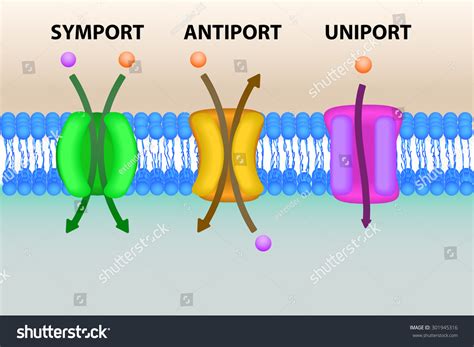 Symport, Antiport And Uniport Types Of Cell Membrane Transport Systems ...