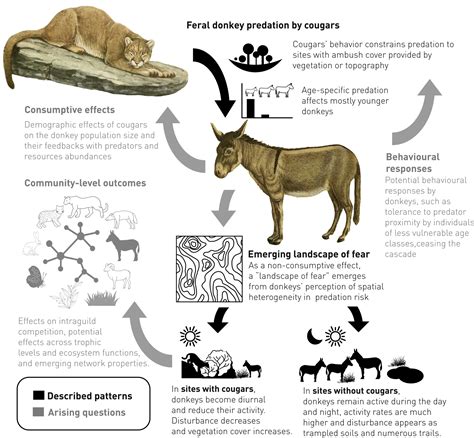 How cougars and feral donkeys change desert wetlands: Novel interactions between native ...
