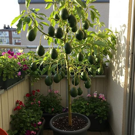 The Recipes - Growing avocados in pots is a great idea. 🌱🥑 Not only will you have fresh ...