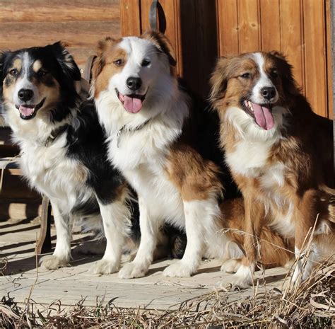 English Shepherd Puppies
