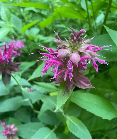 Monarda didyma - Bee Balm - Eat The Planet