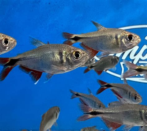 Buenos Aires Tetra – Imperial Tropicals
