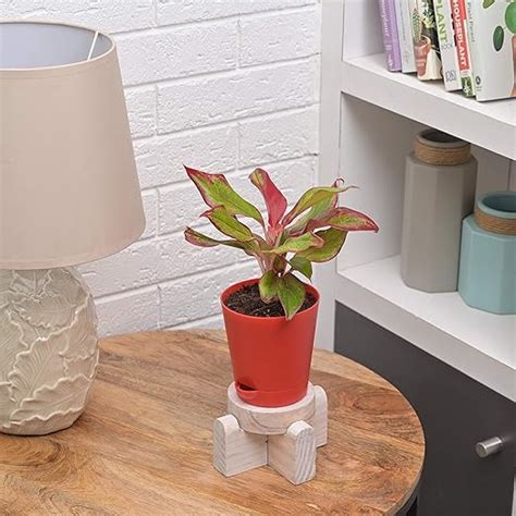 Ugaoo Aglaonema Red Natural Live Plant Indoor with Self Watering Pot ...