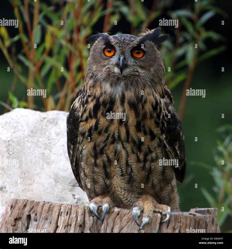Eurasian eagle-owl (Bubo bubo Stock Photo - Alamy
