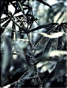 TNAU Agritech Portal :: Crop Protection