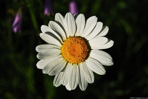 White Daisies Flowers