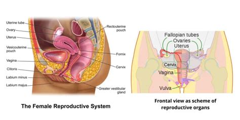 Image result for Female Reproductive System Main Organs