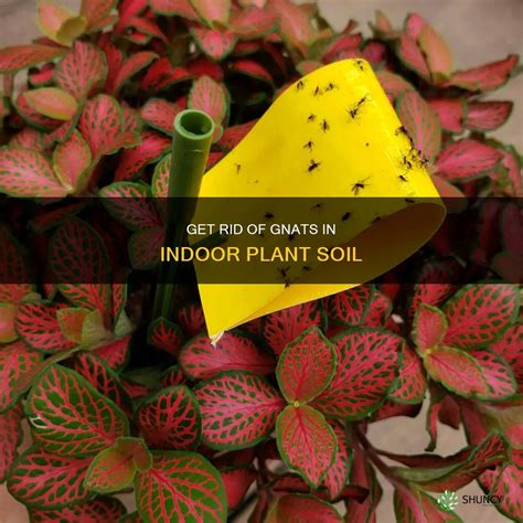 Get Rid Of Gnats In Indoor Plant Soil | ShunCy