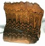 Image result for stromatolites