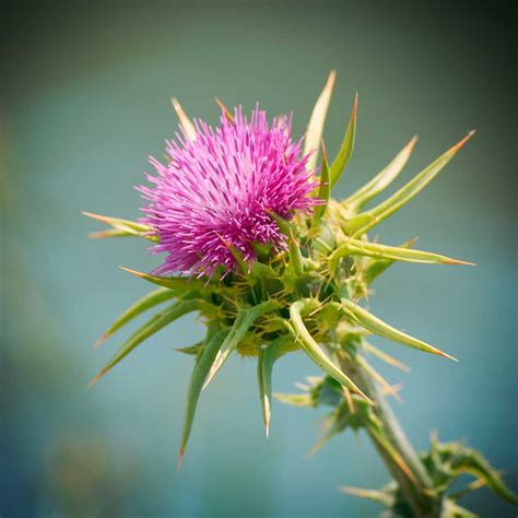 Organic Milk Thistle Extract - Nacttive USA LLC