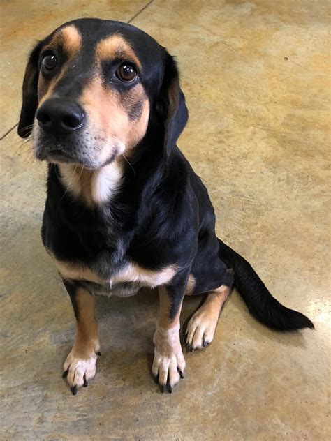 Coonhound Beagle Mix
