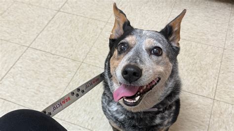 Fundraiser for Krystal Bowman by Jada Rose : Support Krystal & Dan’s ...