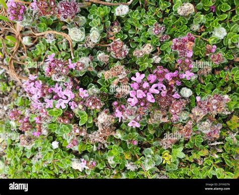 Mother of Thyme (Thymus praecox Stock Photo - Alamy