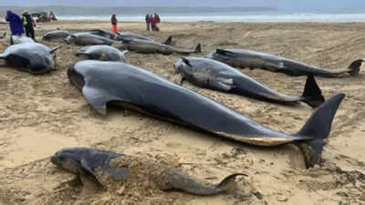 Pilot Whale: Nearly 100 pilot whales stranded on Australian beach, half ...