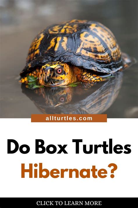 Image result for Different Types of Box Turtle