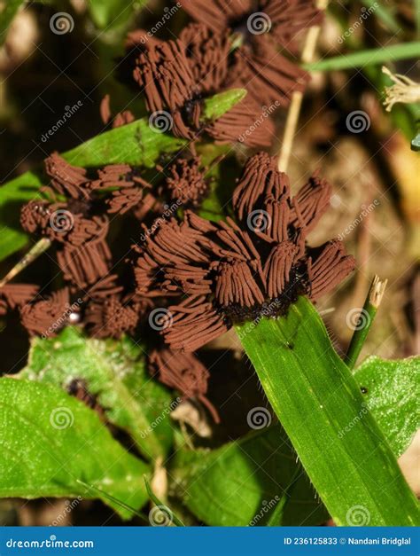 Stemonitis Splendens Slime Mold Stock Photography | CartoonDealer.com ...