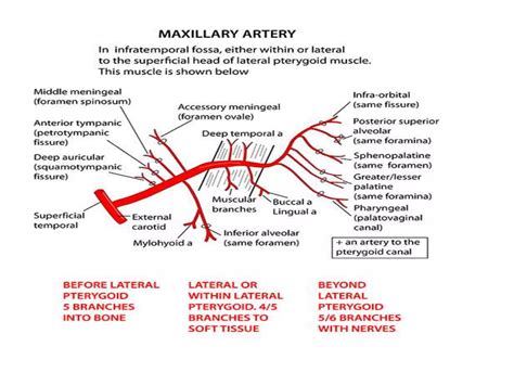 Internal maxillary artery & its branches | PPTX