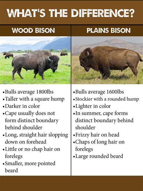 What Is The Difference Between A Buffalo And A Bison